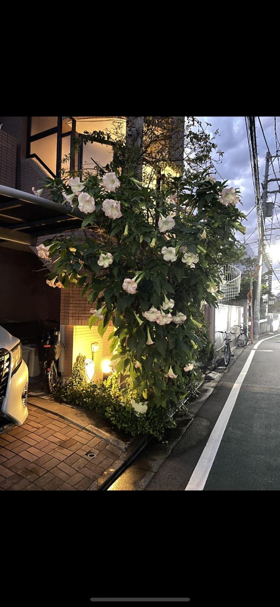 新宿安靜の家-A Quiet Home In Shinjuku - A 26 Square Meter Double Bed Room That Feels Like Home Tokio Buitenkant foto