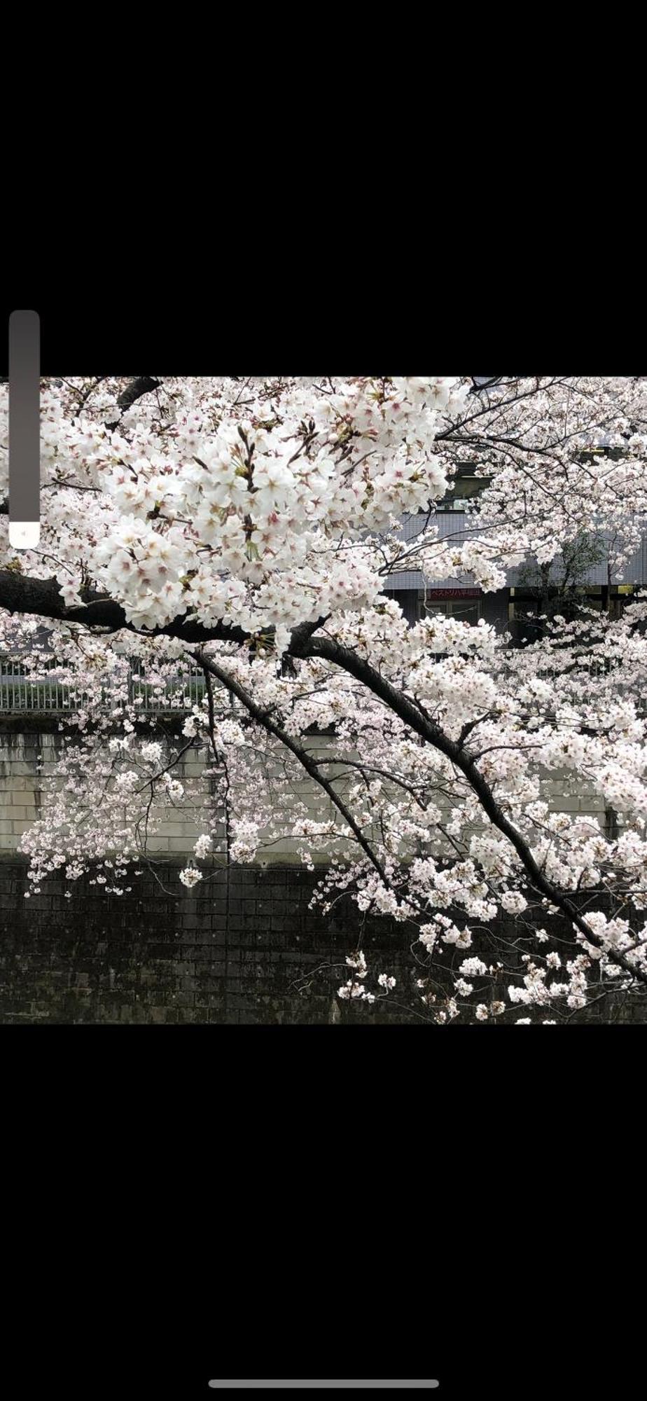 新宿安靜の家-A Quiet Home In Shinjuku - A 26 Square Meter Double Bed Room That Feels Like Home Tokio Buitenkant foto