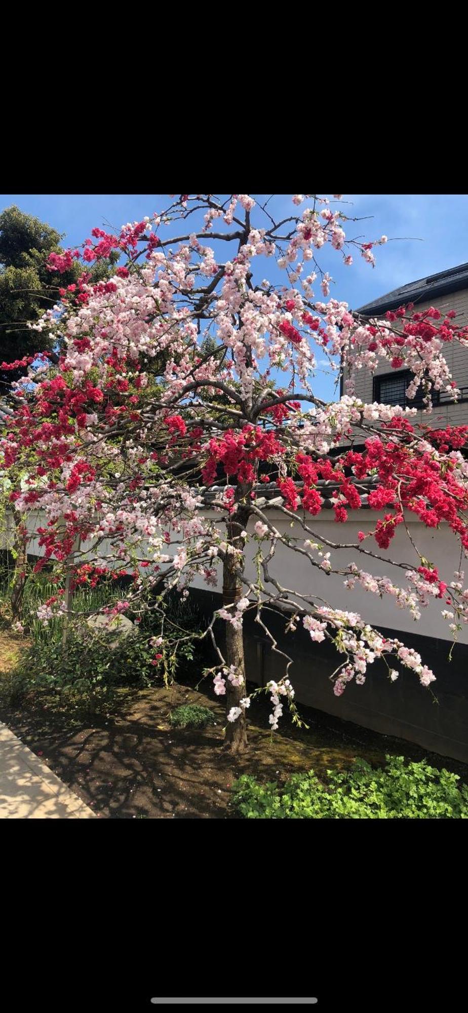 新宿安靜の家-A Quiet Home In Shinjuku - A 26 Square Meter Double Bed Room That Feels Like Home Tokio Buitenkant foto